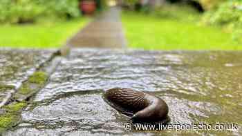 One fruit will trap slugs wrecking your garden and costs only 30p