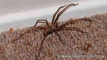Spiders looking for mates are more likely to be seen in your house — how to keep them away