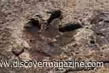 First-Ever Adult <em>T. rex</em> Trackway Shows the Dinosaur Took 13-Foot Strides