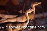 Small Dinosaurs May Have Had an Evolutionary Advantage Over Their Enormous Relatives