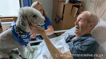 'His face lit up' - Therapy dog brightens day of North East stroke patient, 94