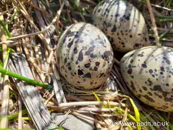 Small farming management changes could help protect birds under threat