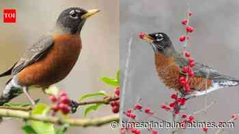 This one fruit in your garden can attract American Robins: Here’s what to put out and how to do it right