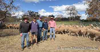 'Outstanding result': ewes surge past $600 at Gnadbro and Narrandera sales