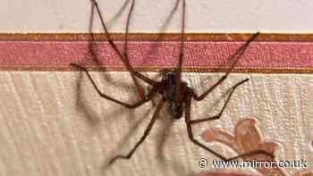 Spiders looking for sex in your home 'stay out if you use 1 smell they can't stand'