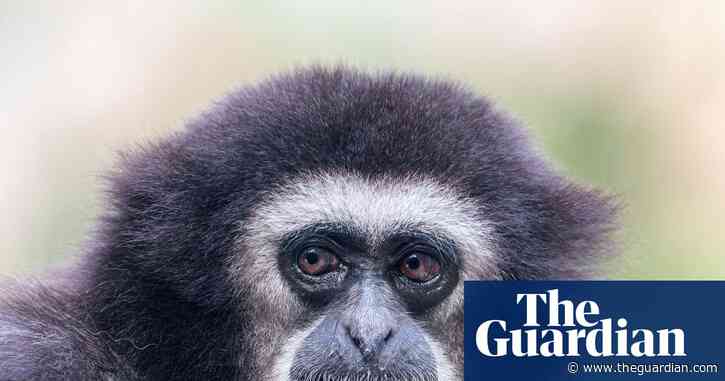 They’re the sopranos of the forest, so what’s silencing the gibbons’ morning chorus?
