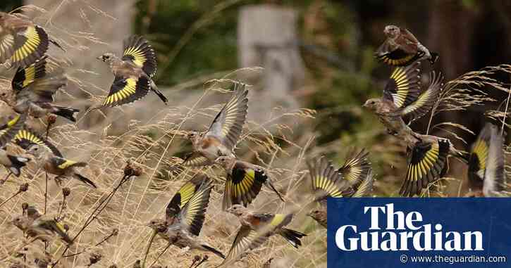 Country diary: Goldfinches and grasses, together in an explosion of movement | Mark Cocker