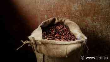 Chocolate faces more climate shocks as study highlights risk of extreme rainfall