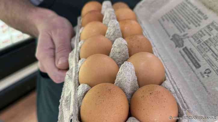 Uova ritirate dal commercio per rischio salmonella: “Si invitano gli utenti a non consumare il prodotto, riconsegnare al punto vendita”. Ecco quali sono i lotti e il marchio