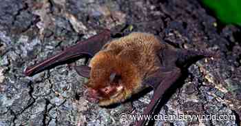 Does the discovery of a new coronavirus upend the Covid-19 lab-leak hypothesis?