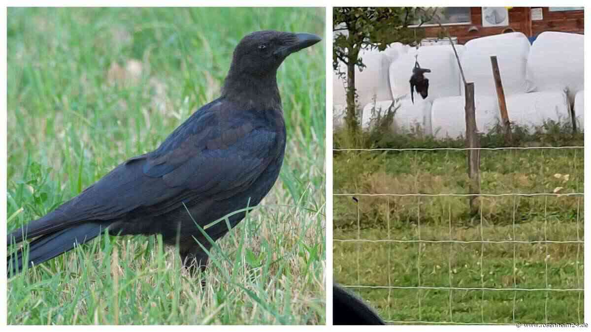 Tote Krähe in Brannenburg aufgehängt: Tierquälerei oder gängige Bauernpraxis?