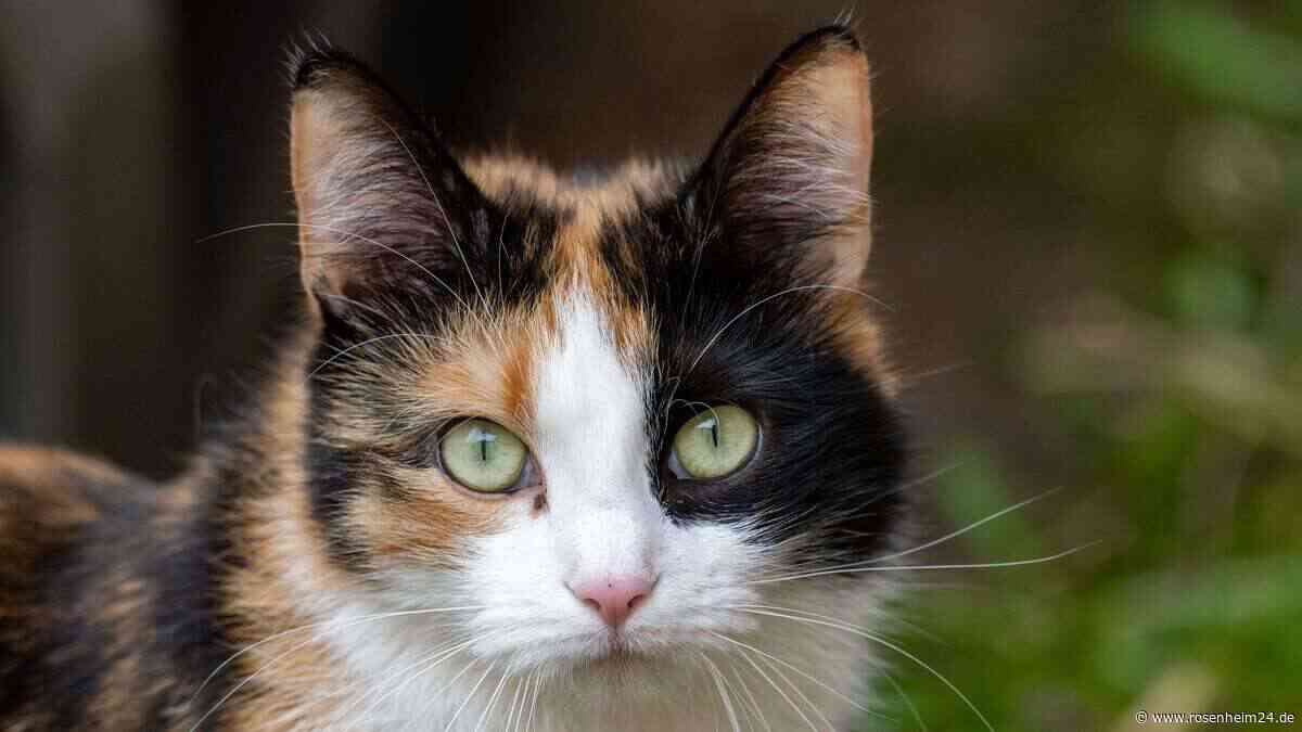 Katze mit Rohrzange erschlagen: Polizei macht verstörende Funde bei Mann (35)