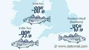 Fish and chips could be off the menu: UK cod stocks have crashed by 48%, study warns
