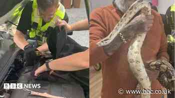 Boa constrictor snake found hiding in car engine