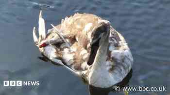 Appeal to anglers after swans injured by tackle