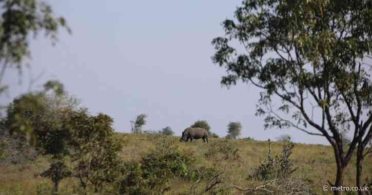 Poacher sneaking up on rhinos ambushed and trampled to death by elephants