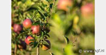 "Rode appels zullen het sombere marktbeeld van het Griekse Gala-seizoen waarschijnlijk niet veranderen"