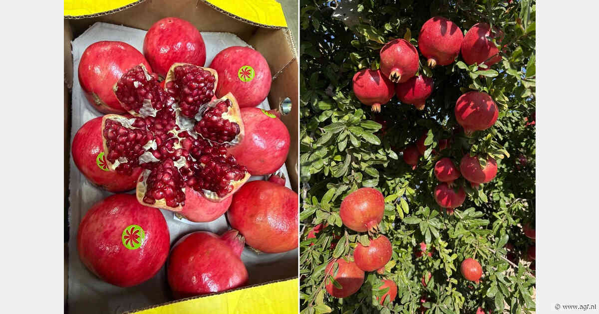 Weinig concurrentie op de markt geeft Spaanse granaatappelen vliegende start
