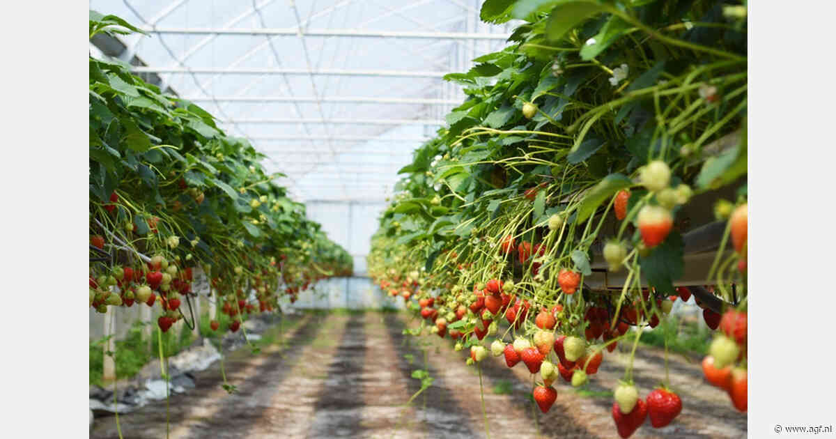 Zomer met weinig Franse frambozen en opbrengstverlies aardbeien
