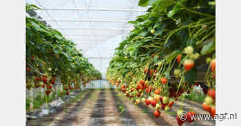 Zomer met weinig Franse frambozen en opbrengstverlies aardbeien
