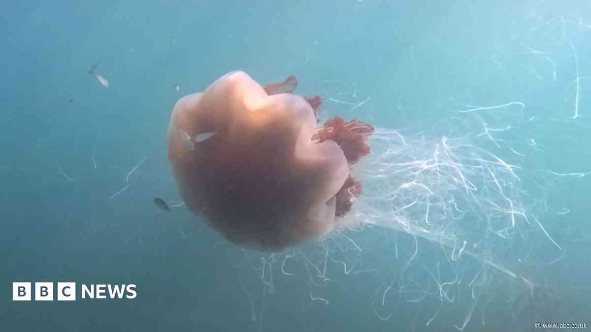 Giant jellyfish with '40ft tentacles' captured on camera