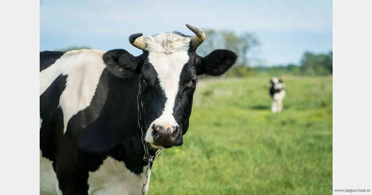 Kabinet legt nieuwe normen voor dierenwelzijn vast