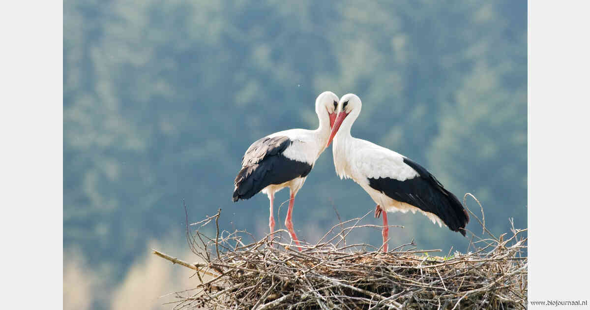 Documentaire volgt einde biologische ooievaarsboerderij in Beetsterzwaag