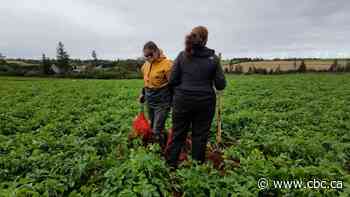 How researchers are trying to find the 'sweet spot' for fertilizer in P.E.I.’s potato fields