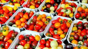Bekanntes Antioxidans : Stoff in roten Tomaten könnte Gehirnaktivitäten fördern