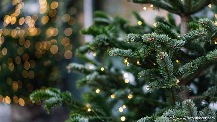 Praat mee: Snap jij dat gemeente Berg en Dal de kerstboom afschaft omdat er meerdere religies zijn?