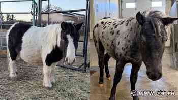 RCMP investigating after dogs maul miniature horses near Kindersley, Sask.