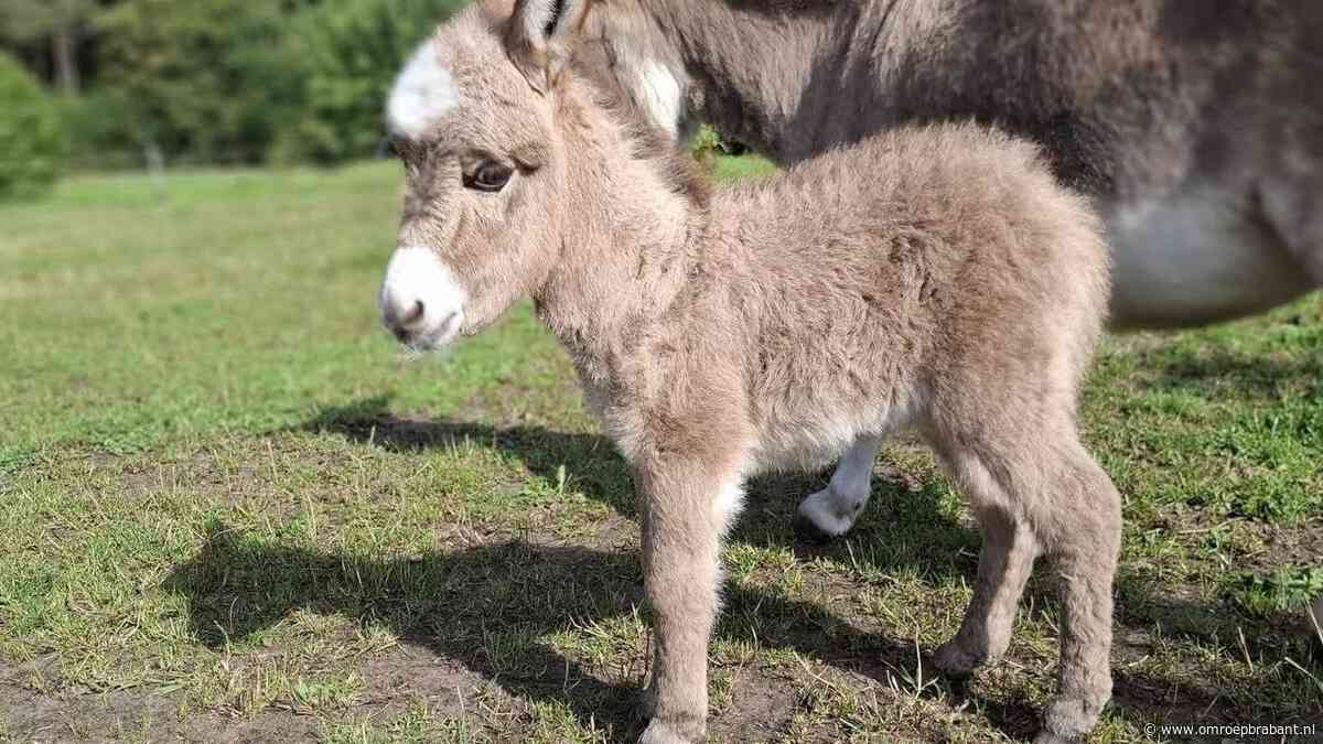 Gemeente steekt stokje voor herdenking ezel Pleun: 'Niet op deze manier'