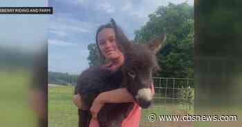 Lawsuit filed against Georgia officer who killed miniature donkey
