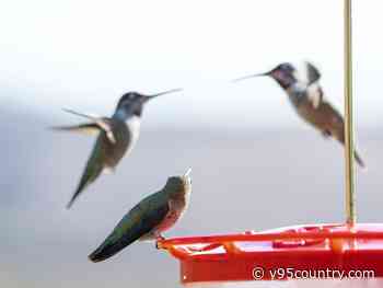 Hummingbirds Migrate Through Wyoming On Epic Journey To Mexico