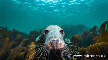 'Ocean on our doorstep is crammed with tropical coral, sharks and giant whales'