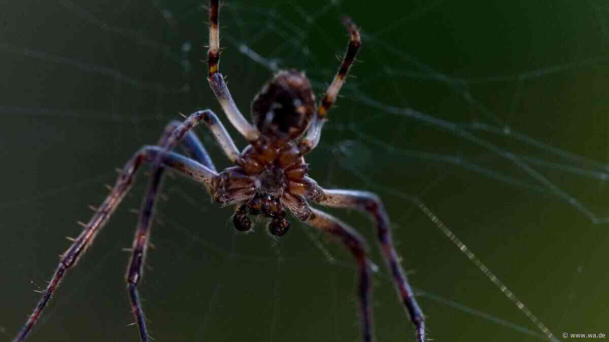 Nosferatu-Spinne beißt Frau beim Wäschemachen: „Dreimal so schlimm wie ein Wespenstich“