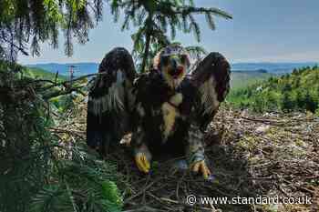 Judi Dench and Sam Heughan name fledgling eagles in conservation project