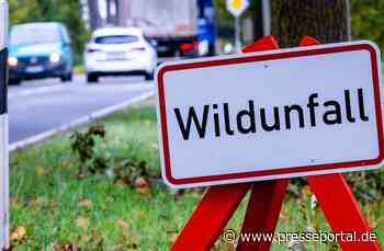 Herbst auf der Straße: Wer zahlt bei Wildunfällen?