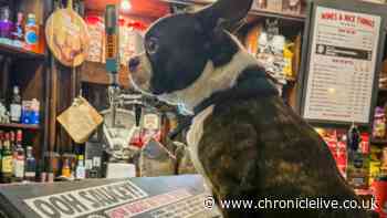 The UK's most dog friendly pub for 2026 has been named and it's in Newcastle