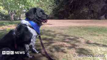 Therapy dog among Make a Difference Awards nominees