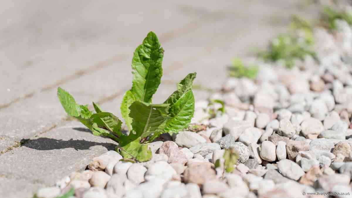 Patio weeds will be much easier to get rid of with one natural item – no chemicals needed