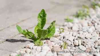 Patio weeds will be much easier to get rid of with one natural item – no chemicals needed