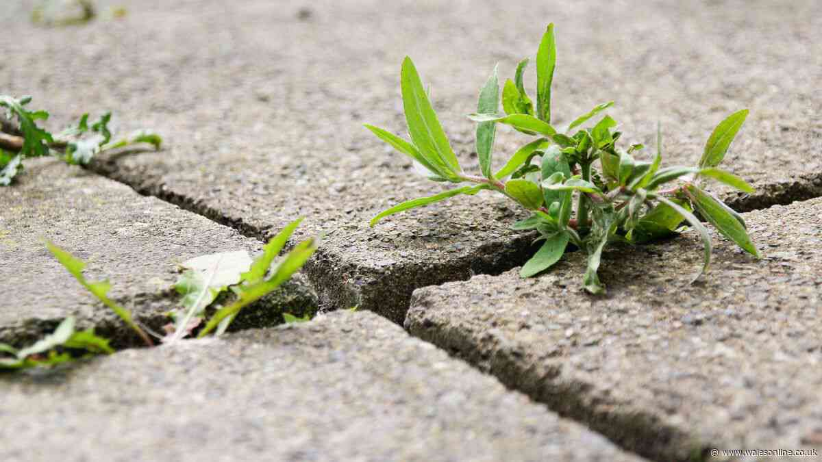 Patio weeds will dry out fast if simple kitchen ingredient is poured on top – not vinegar