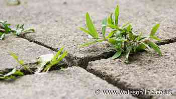 Patio weeds will dry out fast if simple kitchen ingredient is poured on top – not vinegar