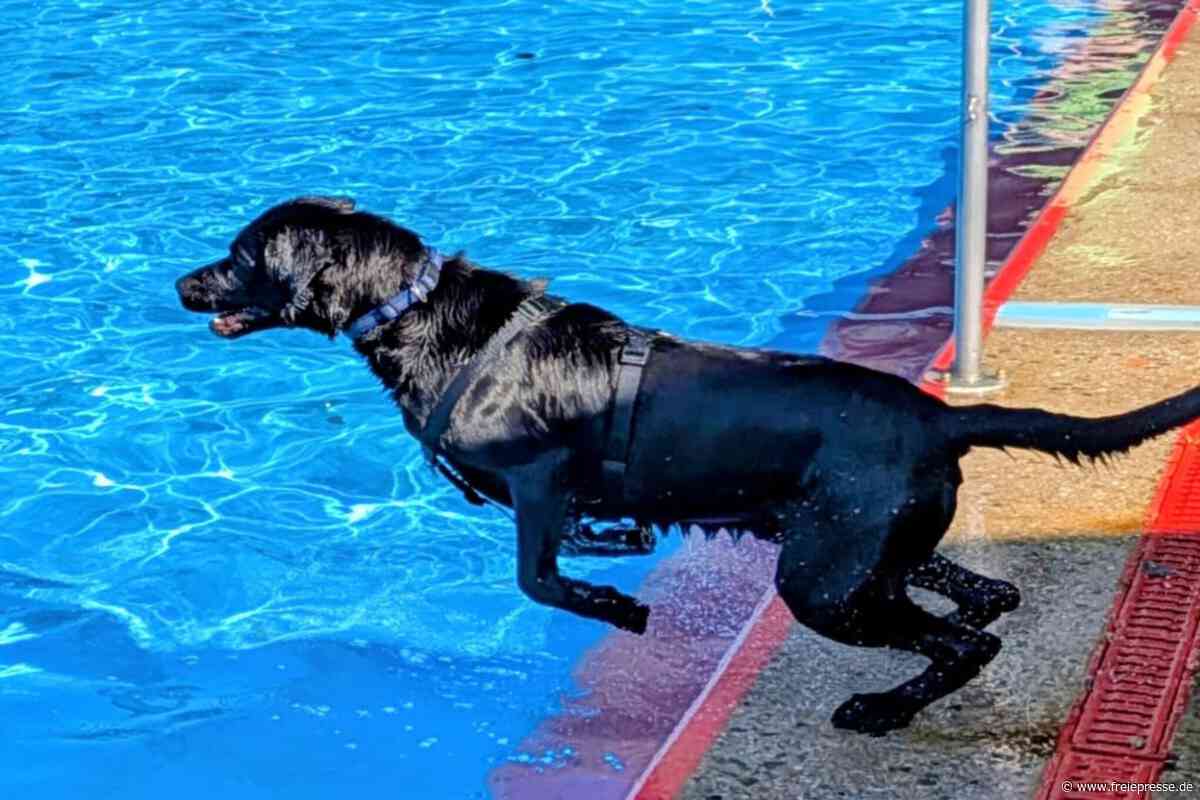 Letzter Sprung ins kühle Nass in Penig – diesmal sind die Hunde dran