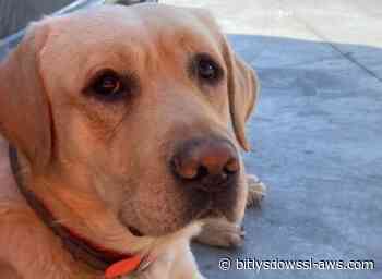 Murió Quino, el perro de rescate español que salvó vidas en La Guaira