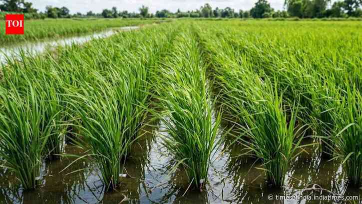Scientists turned rice plants into tiny power sources and reduced methane from paddy fields