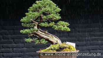 Bonsai pflegen: Wie ein Miniaturbaum zum lebenslangen Begleiter wird