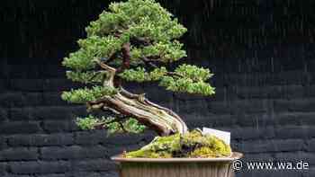 Bonsai pflegen: Wie ein Miniaturbaum zum lebenslangen Begleiter wird