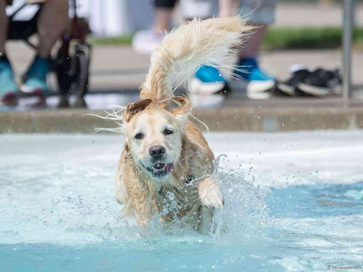 Soggy dogs celebrate end of summer with Pooch Plunge